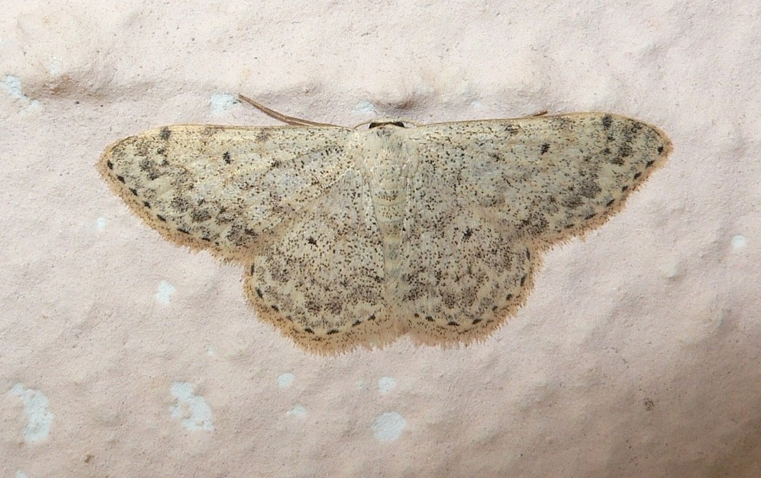 Idaea seriata (Geometridae)